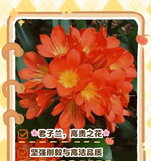 君子兰（以君子兰代表的品质和美德）