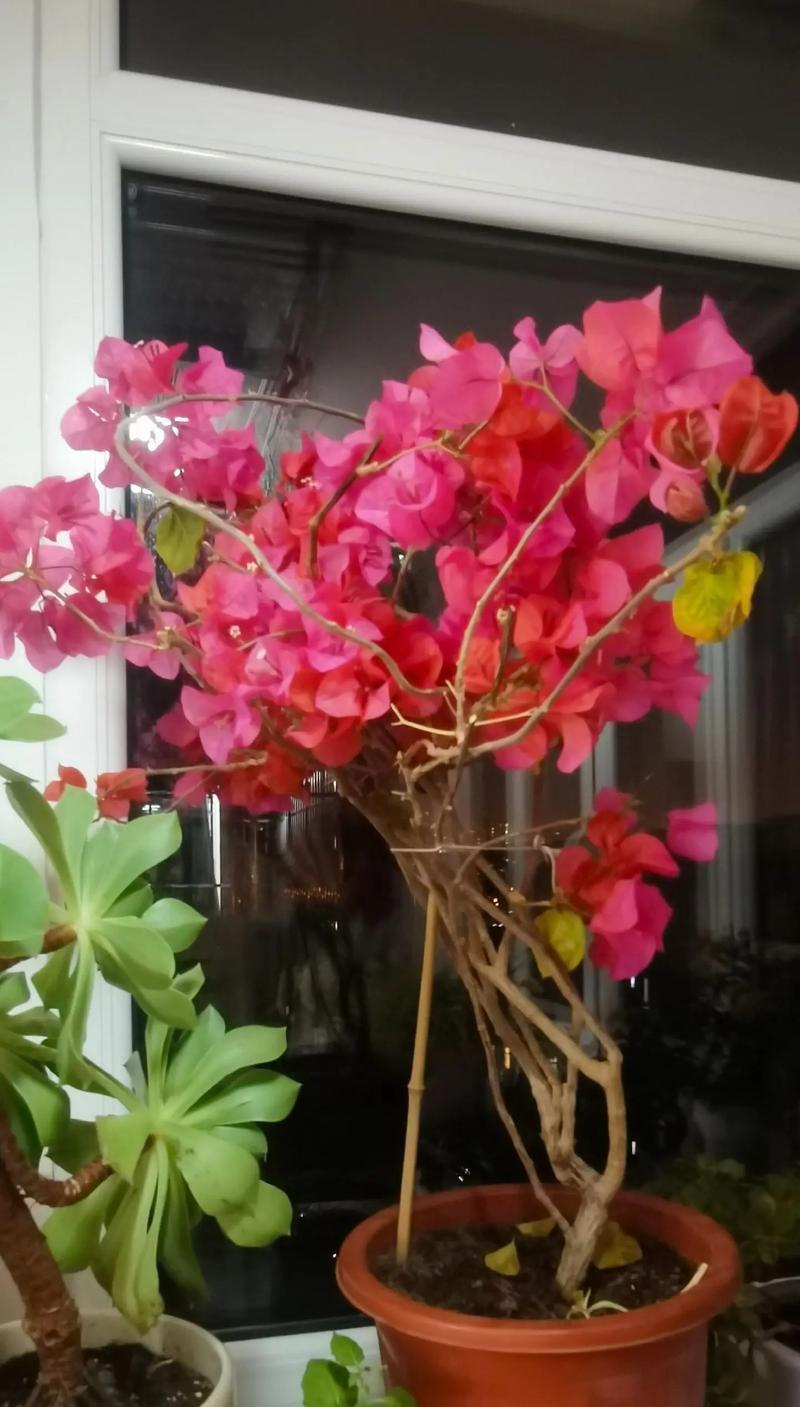 三角梅的寓意与象征意义（探究三角梅在不同文化中的象征意义）