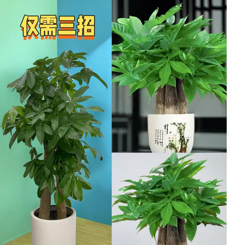 发财树的花语象征与寓意（探索发财树的花朵所传达的吉祥寓意）