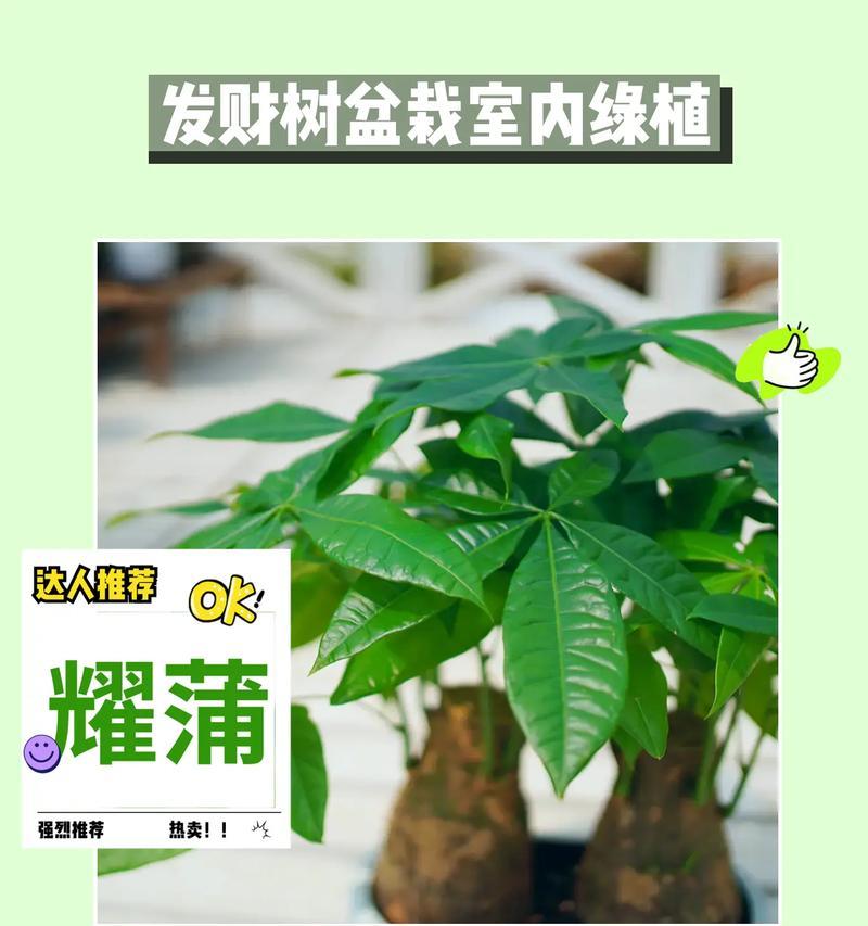 发财树的花语象征与寓意（探索发财树的花朵所传达的吉祥寓意）