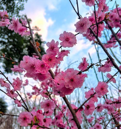 美人梅花语的深意（赏析美人梅的花语之美）