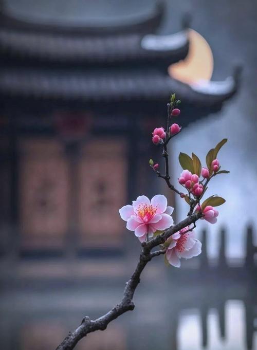 美人梅花语的深意（赏析美人梅的花语之美）