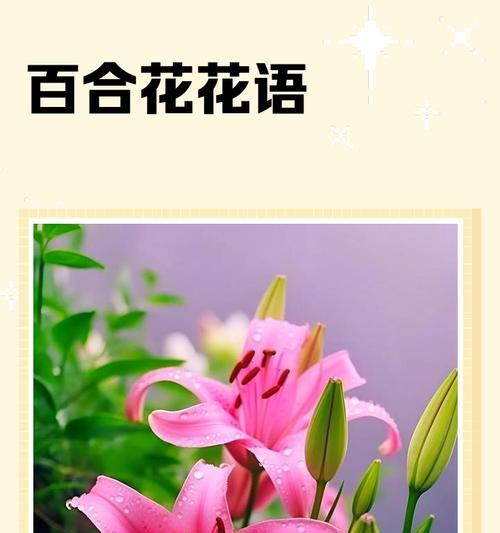 白百合花的象征意义（纯洁、无私、高贵——白百合花的美丽内涵）