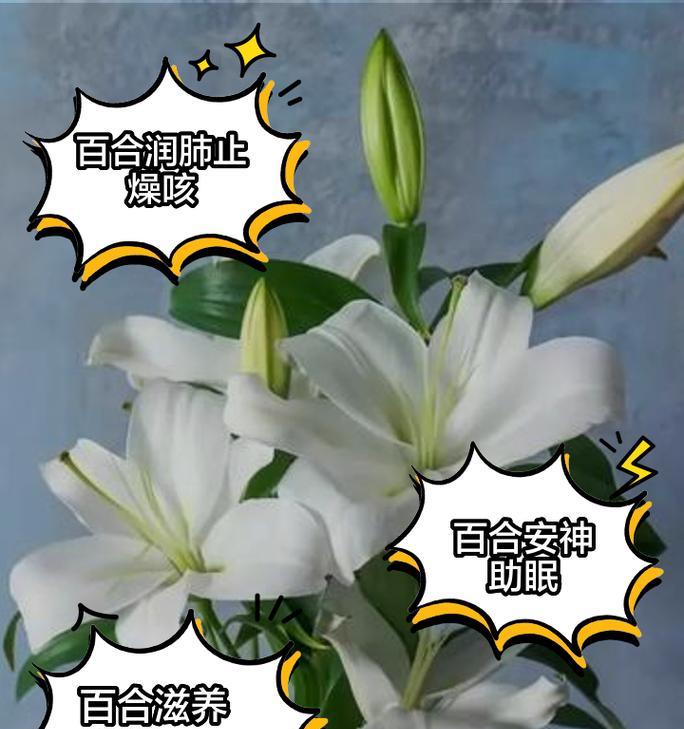 白百合花的象征意义（纯洁、无私、高贵——白百合花的美丽内涵）