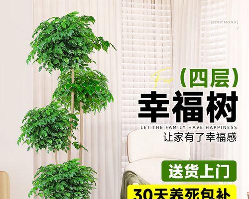 代表平安的植物（拥抱平安，这些植物是你的福星）