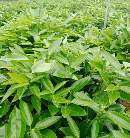 代表平安的植物（拥抱平安，这些植物是你的福星）