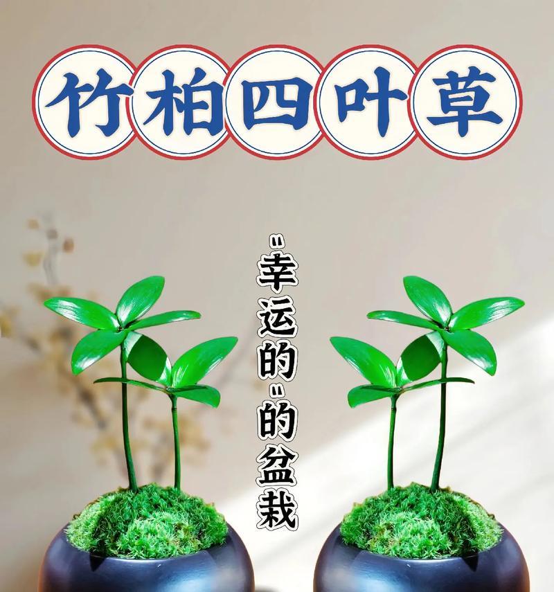 四叶草的神奇寓意（寻找幸运，四叶草的含义与象征）