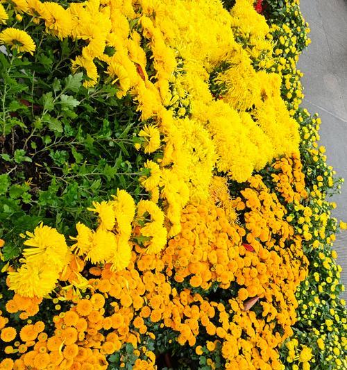 橙色菊花的花语（探索橙色菊花的花语和象征意义，揭示其带来的温暖和希望。）