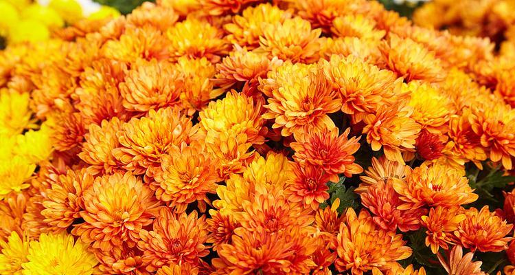 橙色菊花的花语（探索橙色菊花的花语和象征意义，揭示其带来的温暖和希望。）