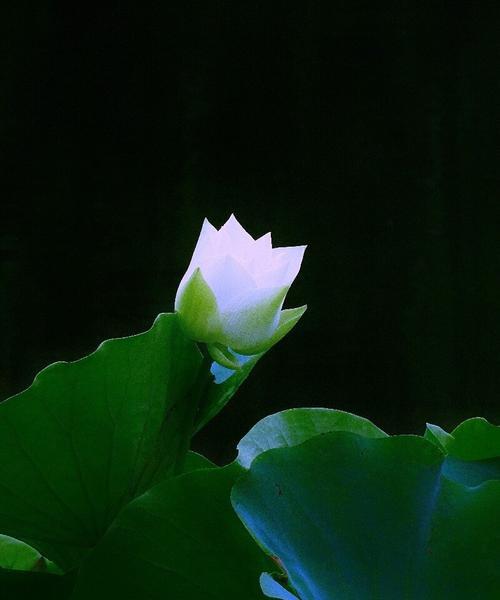 单相思之花的诗意（以花为媒，倾诉单相思之情）