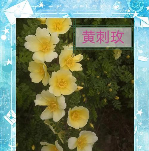 单相思之花的诗意（以花为媒，倾诉单相思之情）