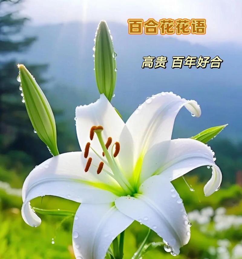 白百何花（以白百何花为纽带，探寻内心的自由与成长之路）