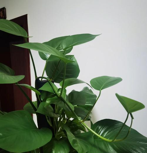 绿萝开花的寓意与意义（探寻绿萝开花的神秘密码及其象征意义）