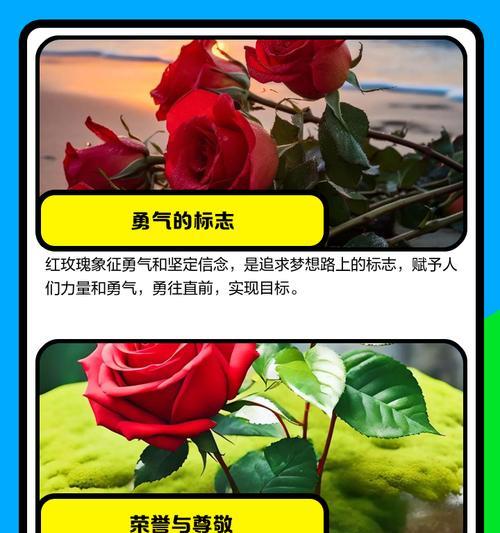 红玫瑰的象征意义与花语含义（红玫瑰）