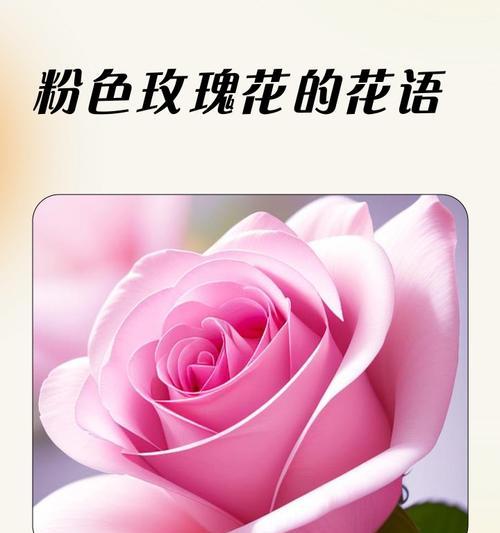 红玫瑰的象征意义与花语含义（红玫瑰）