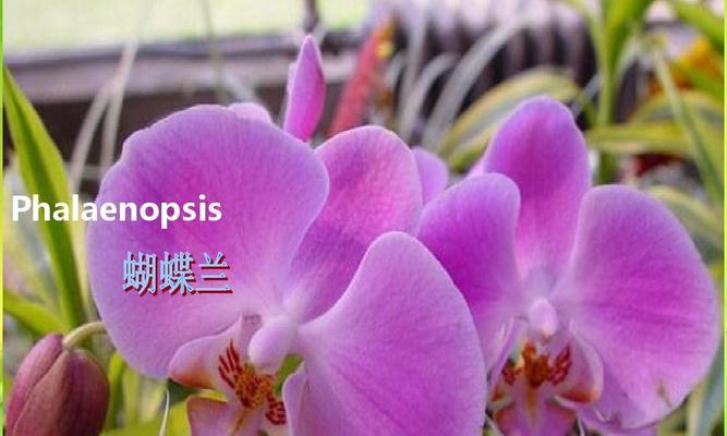 重瓣矮牵牛的花语与美丽意涵（探秘重瓣矮牵牛的花语，揭示其独特魅力）