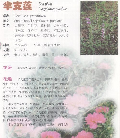 重瓣矮牵牛的花语与美丽意涵（探秘重瓣矮牵牛的花语，揭示其独特魅力）
