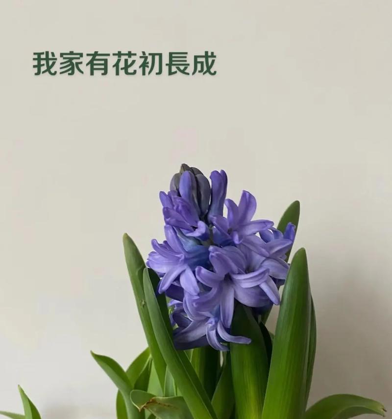 忘记我花语盛宴（用花言巧语唤醒珍贵记忆）