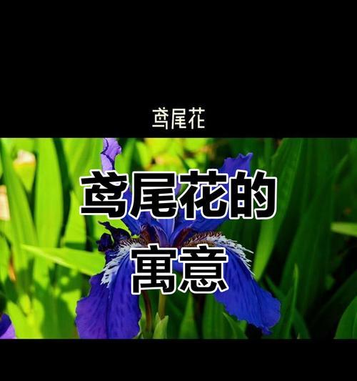 尾花鸢尾的花语及其意义（揭秘尾花鸢尾的神秘语言，感受花海中的情感交流）