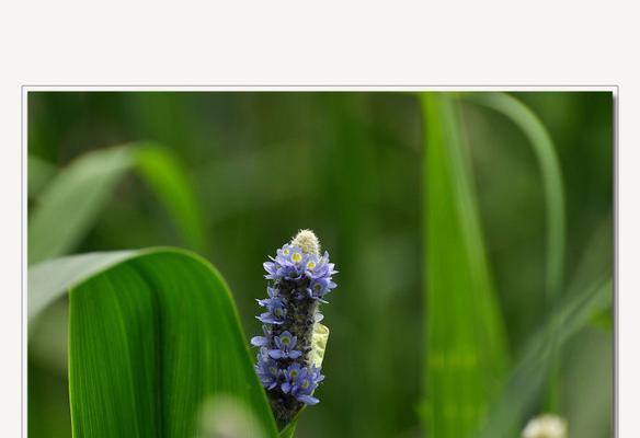 梭鱼草花语（唤醒勇敢、坚强与自由的内心）