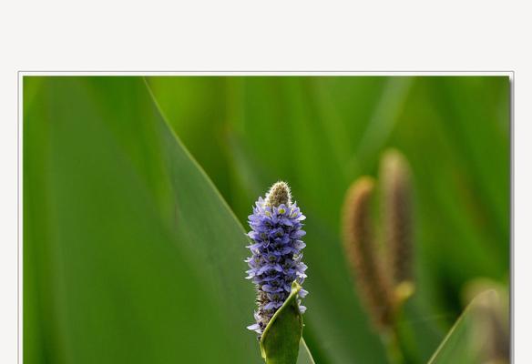 梭鱼草花语（唤醒勇敢、坚强与自由的内心）