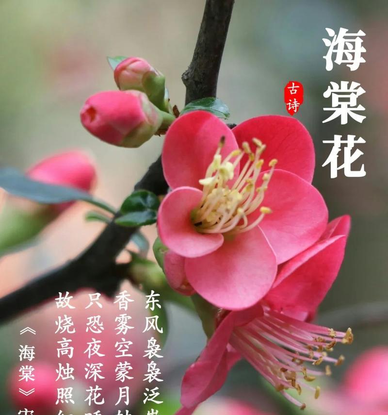 海棠花（揭示海棠花的象征意义和文化传承）