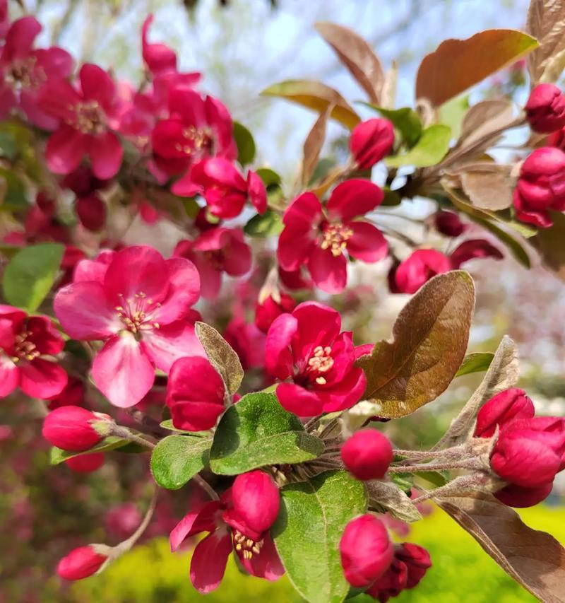 海棠花（揭示海棠花的象征意义和文化传承）