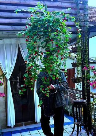 灯笼花的风水寓意与摆放位置（借灯笼花的美丽与吉祥，打造幸福家居）