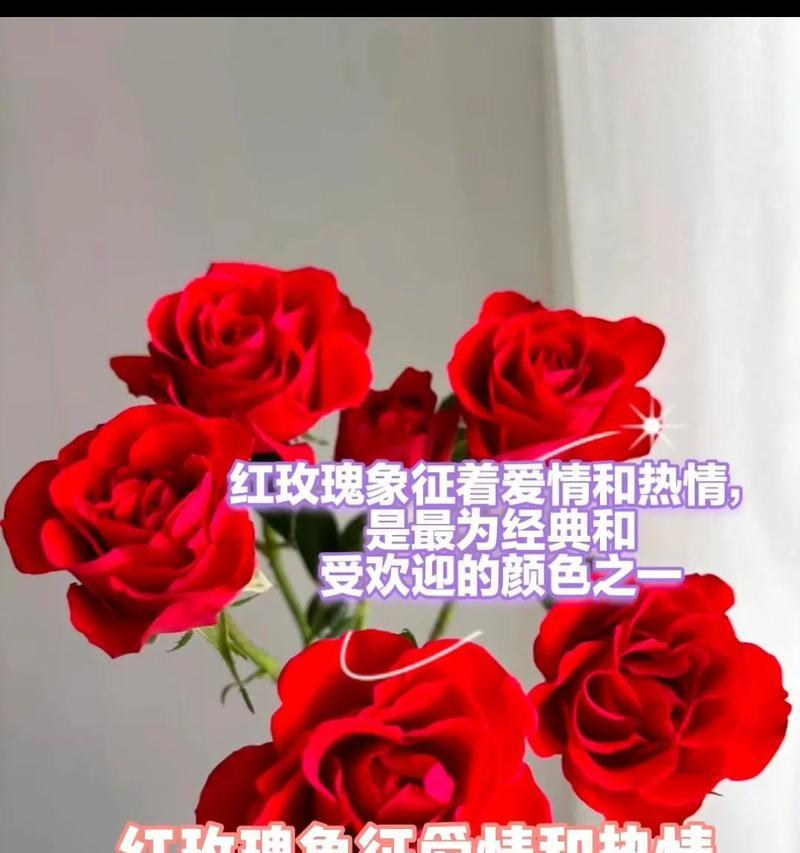 玫瑰花的颜色与象征意义（探寻不同颜色玫瑰的含义与传达的情感）