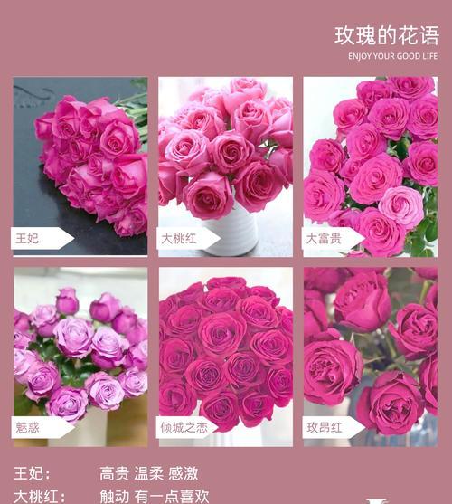 玫瑰花的颜色与象征意义（探寻不同颜色玫瑰的含义与传达的情感）
