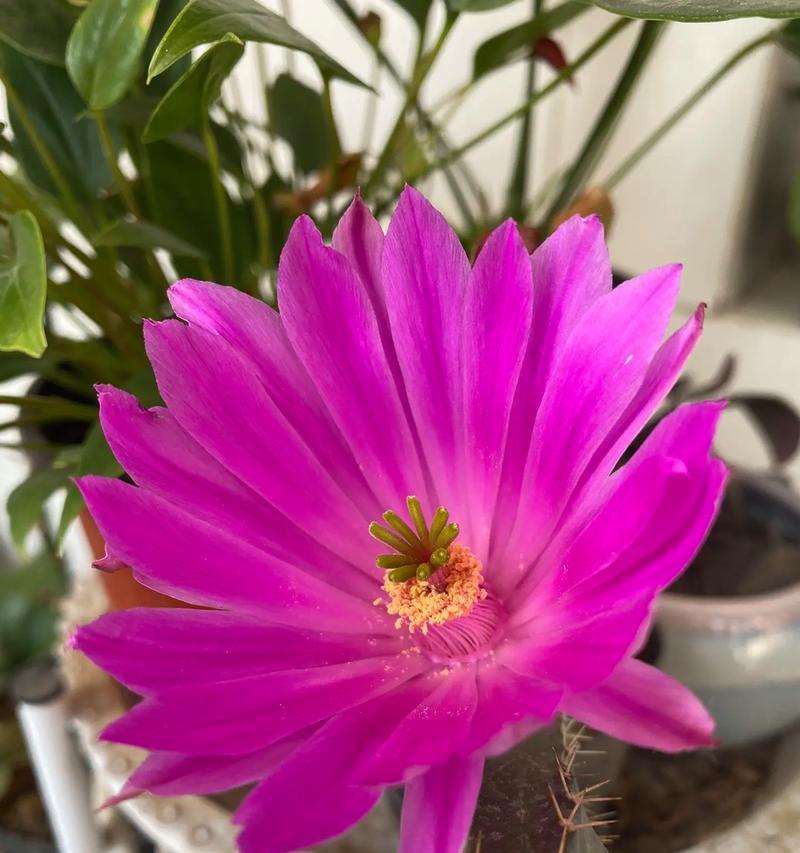 仙人球开花（仙人球花开，生活绽放出新希望）