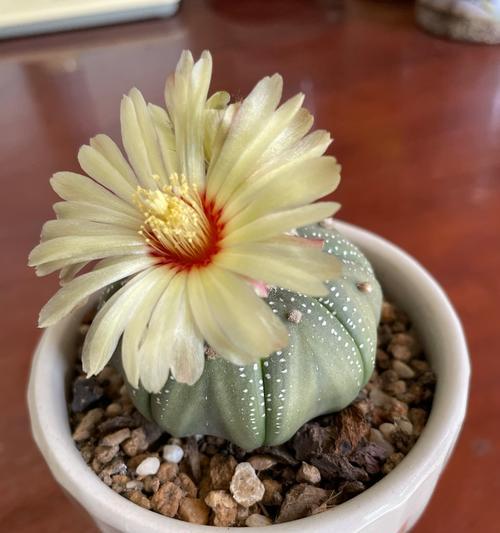 仙人球开花（仙人球花开，生活绽放出新希望）