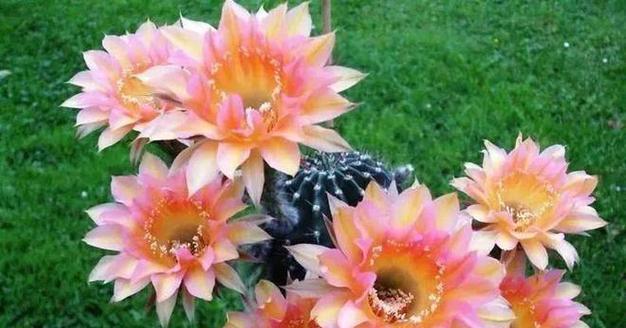 仙人球开花（仙人球花开，生活绽放出新希望）