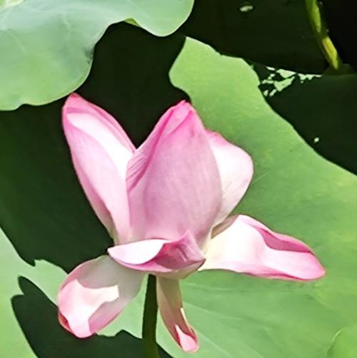 高洁之美——代表高洁的植物（探寻高洁之美的植物世界）