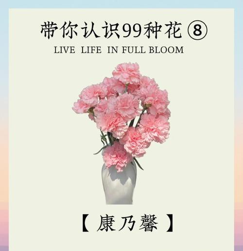 康乃馨之美（揭秘康乃馨的情感象征与文化意义）