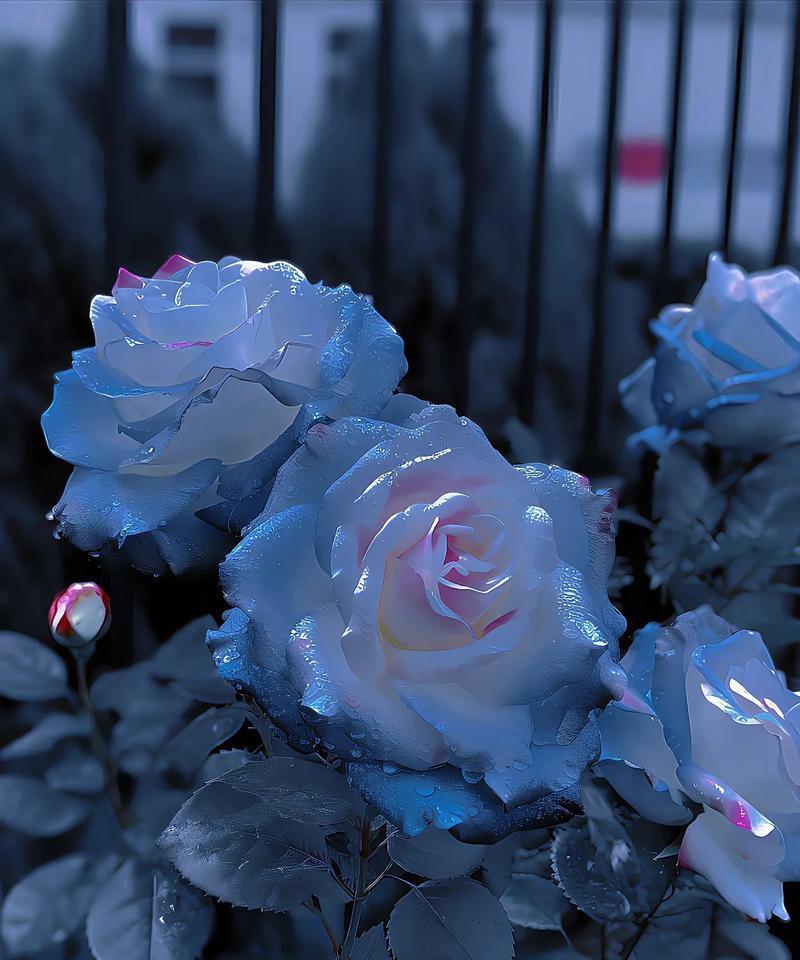 冰蓝色玫瑰的花语（冰蓝色玫瑰，寓意深情与期待）