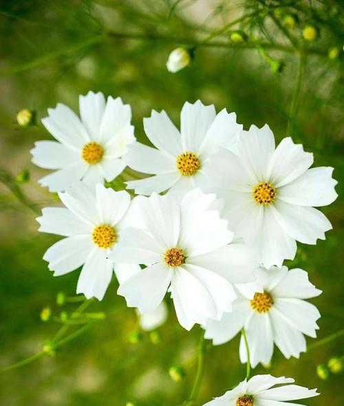 格桑花的花语与寓意（格桑花，喜庆、祝福与奋斗的象征）
