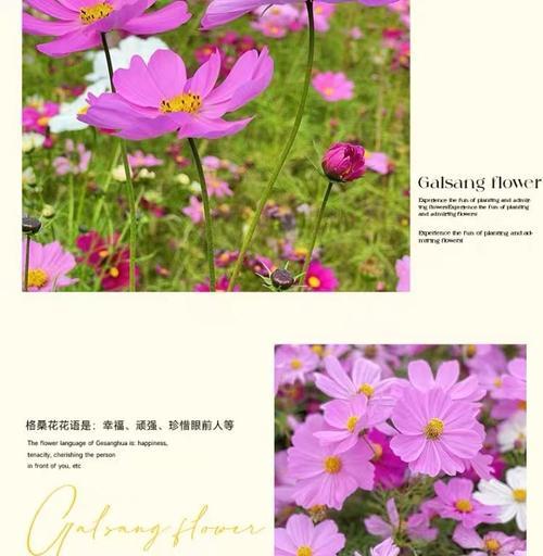 格桑花的花语与寓意（格桑花，喜庆、祝福与奋斗的象征）