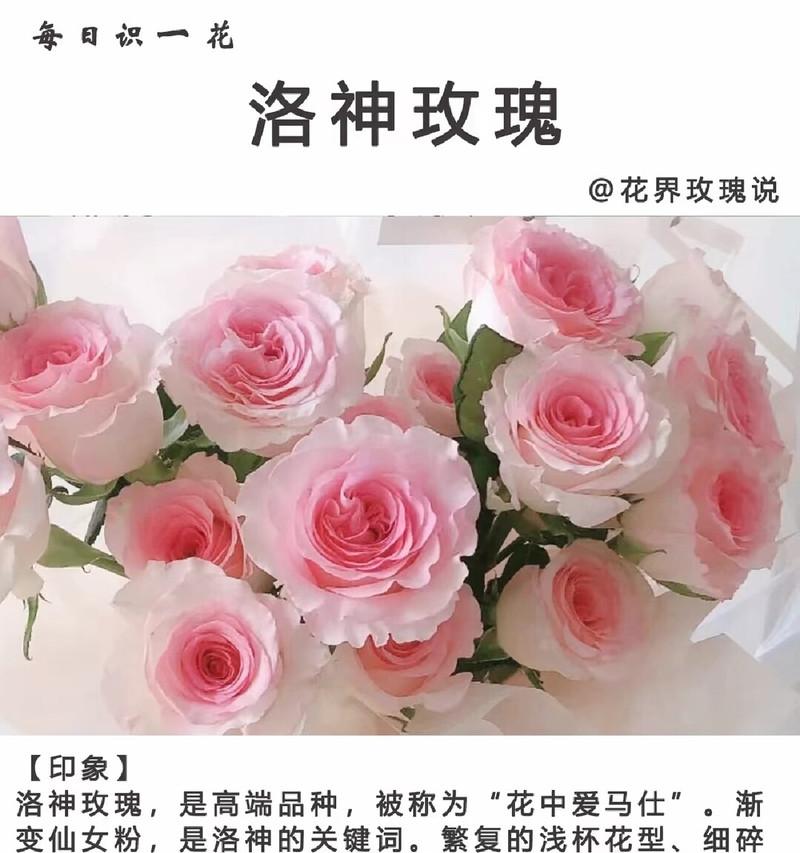 以玫瑰花的花语为主题的告白之旅（玫瑰花语传递爱意的秘密）