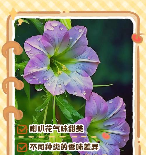 喇叭花的寓意与象征（揭开喇叭花的深意）