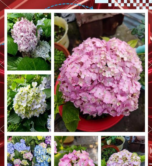 八仙花（探寻八仙花的花语和美丽之谜）