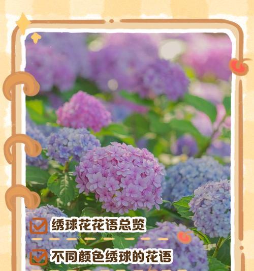 八仙花（探寻八仙花的花语和美丽之谜）