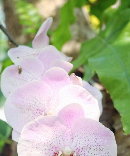 七彩瑞香，不同颜色的花语（探索瑞香花的不同色彩与象征意义）