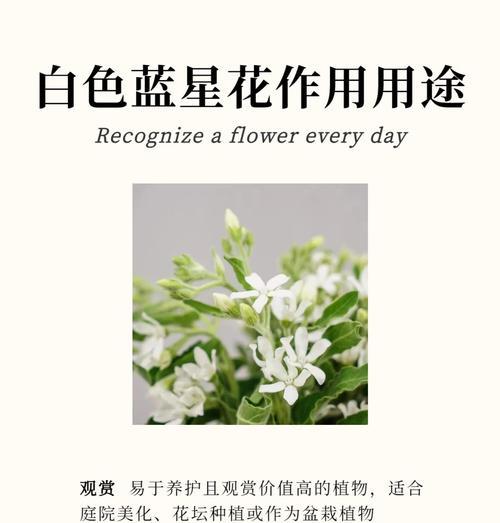 芍药之美（盛放在花境中的卓越美丽）