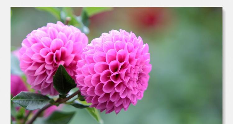 乒乓菊花语及其象征意义解读（探究乒乓菊的花语与文化意义，解读人们对这种花的喜爱之源）