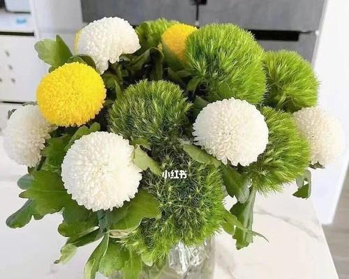 乒乓菊花语及其象征意义解读（探究乒乓菊的花语与文化意义，解读人们对这种花的喜爱之源）