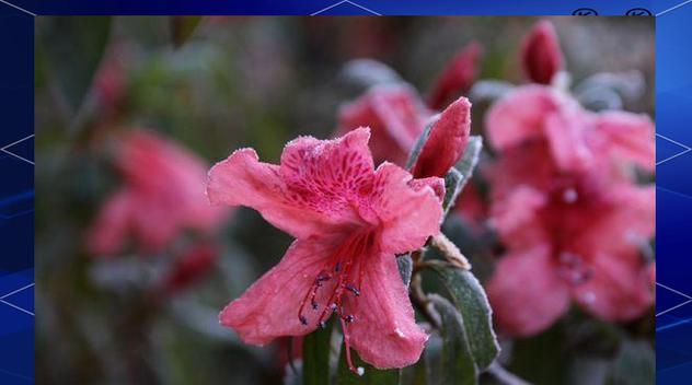 中国省花及花语大揭秘（解读中国各省省花的花语）