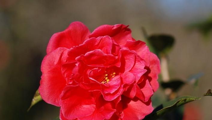 中国省花及花语大揭秘（解读中国各省省花的花语）
