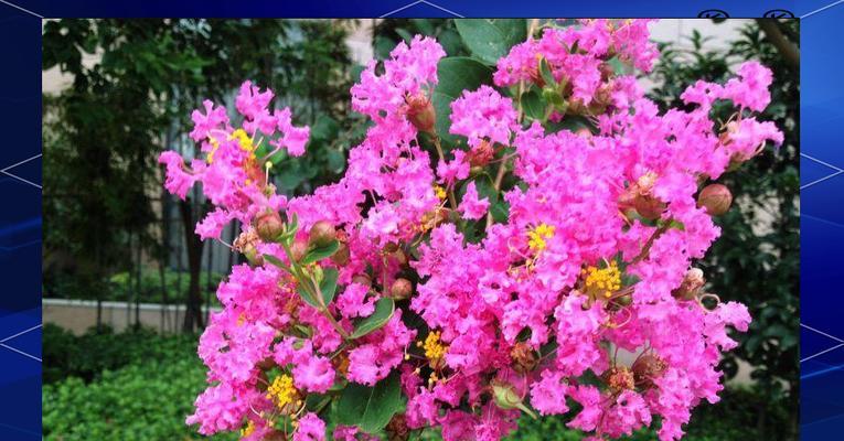 中国省花及花语大揭秘（解读中国各省省花的花语）