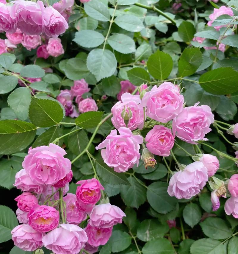 高冷花语探秘（以冷艳玫瑰为代表的高冷花语）